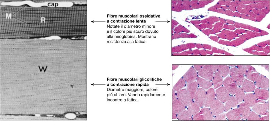 La durata della scossa semplice dipende dal tipo di fibra Caratteristiche dei tipi di fibre muscolari Ossidativo lento Ossidativo rapido Glicolitico rapido Tempo di sviluppo della tensione max