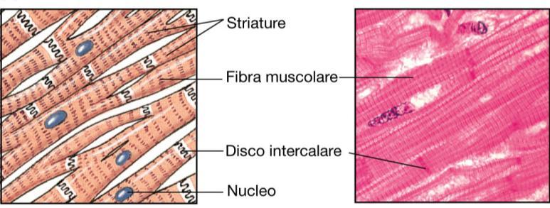 Fibra muscolare Striature Muscolo cardiaco Per vedere questa