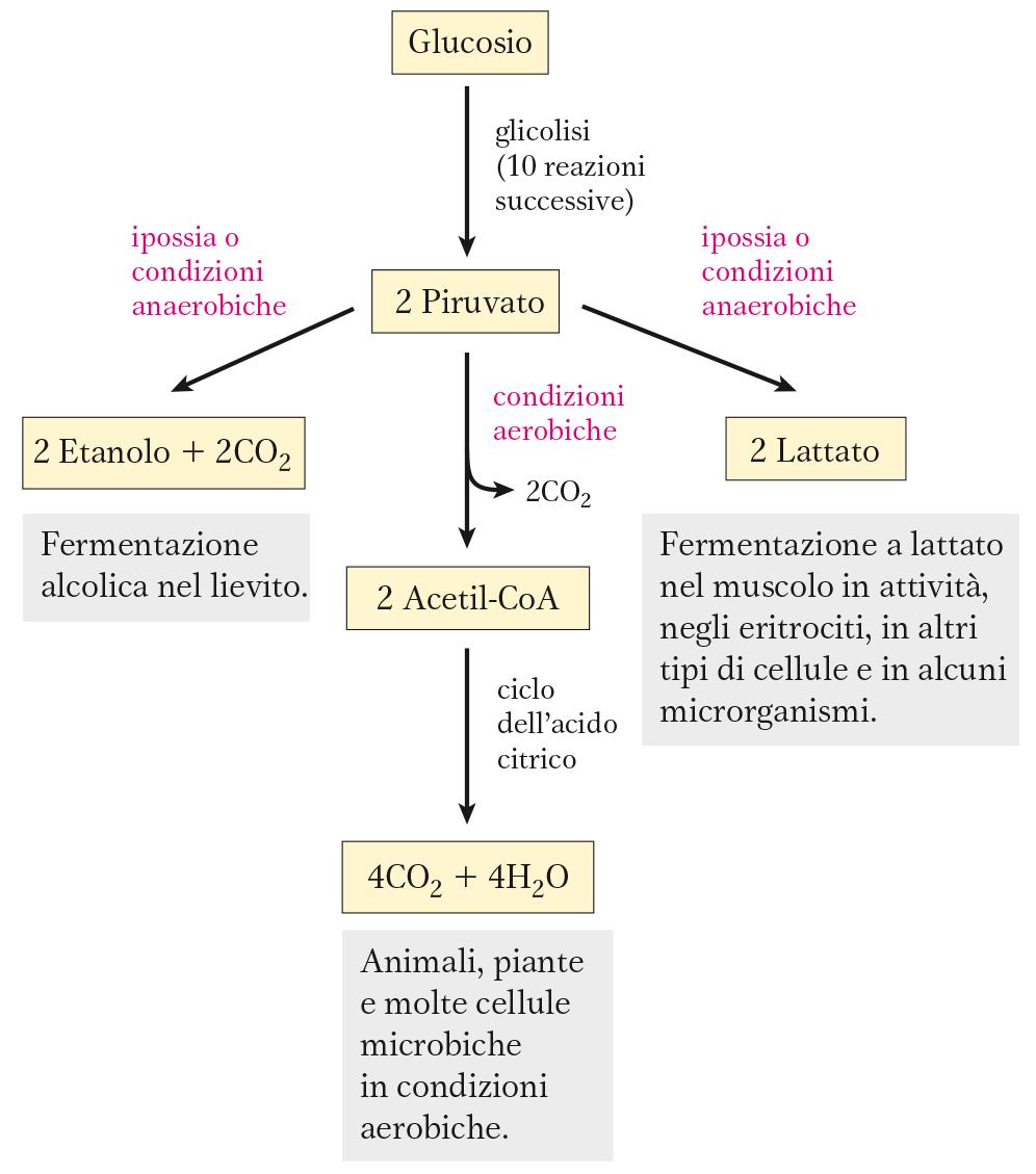 I destini del Piruvato: Ossidazione