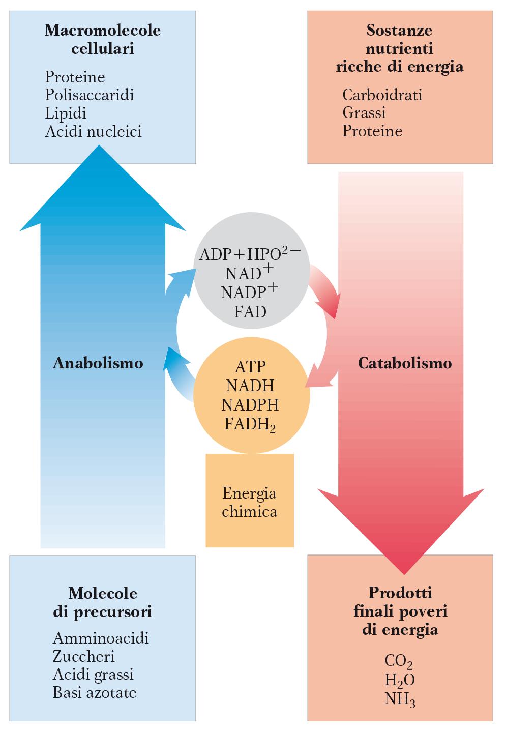 Il metabolismo è suddivisibile in catabolismo e anabolismo. Il catabolismo è l insieme delle reazioni biochimiche che consentono di ricavare energia chimica (ATP) dalle molecole complesse (nutrienti).