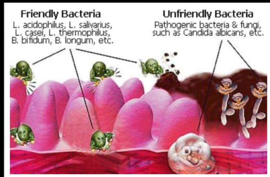 COLI e la sua provenienza è dal tratto gastro-intestinale, l integrazione di alcuni specifici probiotici aiuta a prevenire e trattare