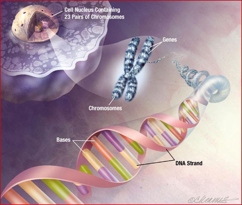 Nucleo cellulare Il nucleo svolge un ruolo cruciale nel controllo della vita della cellula e nel processo di