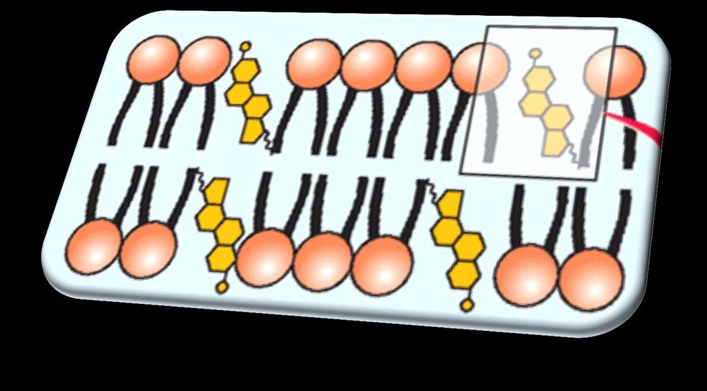 Effetti della presenza del colesterolo nelle membrane