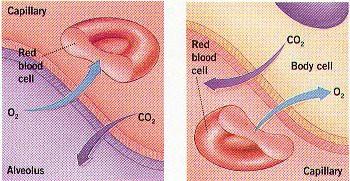 Funzioni del sistema respiratorio O2 aria sangue sangue cellula CO2