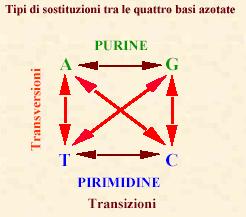 Il codice genetico Ala/A GCU, GCC, GCA, GCG Leu/L UUA, UUG, CUU, CUC, CUA, CUG Arg/R CGU, CGC, CGA, CGG, AGA, AGG Lys/K AAA, AAG Asn/N AAU, AAC Met/M AUG Asp/D GAU, GAC Phe/F UUU, UUC Cys/C UGU, UGC