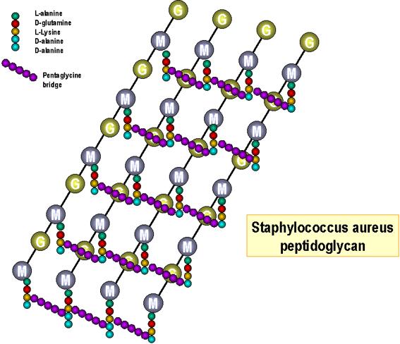 Peptidoglicano GRAM