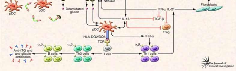 ATROFIA APC:TOLL LIKE RECEPTORS IgA IgG ANTIGLIADINA