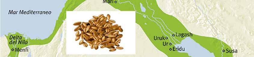 The oldest found so far dates back to 11,500 years ago and at Abu Hureyra, between Iraq and Syria