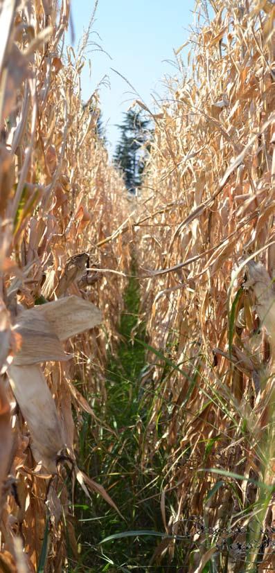 SPAZIO grandi appezzamenti monocolturali AGRICOLTURA ESTENSIVA AMBIENTE sensibilità ad agenti patogeni diminuzione della biodiversità colture che richiedono molte risorse (mais e acqua) greening