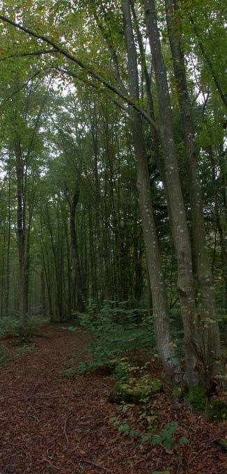 ARBORICOLTURA/AGROFORESTAZIONE SPAZIO macchie boscate, filari, piantata, impianti lineari e regolari strutture per la trasformazione del legname a scopo energetico AMBIENTE fasce tampone, corridoi