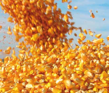 CORETTA 128 giorni FAO 600 IN ARRIVO nuovi FAO 700 Coretta presenta tutte le caratteristiche dell ibrido di mais dall alto potenziale agronomico.