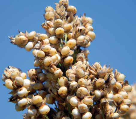 FUEGO da granella IN ARRIVO nuovi SORGHI Fuego è il più tardivo della gamma dei sorghi da granella. La produttività è legata al ciclo, quindi la scelta è per semine non tardive.