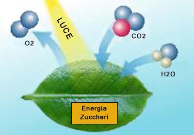 La fotosintesi clorofilliana Le piante, a partire dall acqua e dall anidride