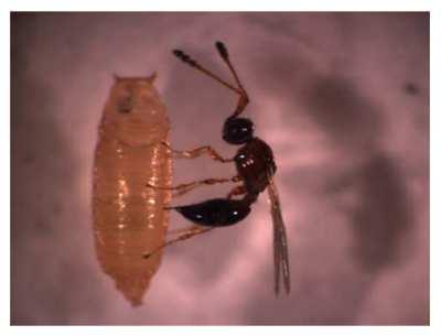 Trichopria drosophilaeperkins (Hymenoptera: Diapriidae) Pachycrepoideus vindemiae(rondani)