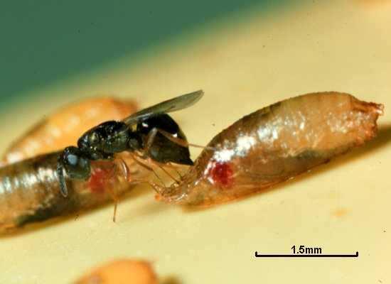 Resident field-sampled parasitoids associated with Drosophila suzukii and their seasonal