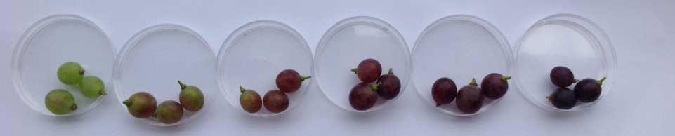 Prove di laboratorio acini d uva sono stati immersi nelle soluzioni per 1-2 secondi poi asciugati sotto cappa per circa 1 ora all interno di piccole gabbie di reti anti-insetto, sono stati