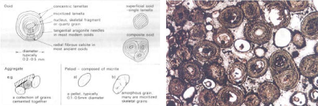 Fig. 17 Schema di rappresentazione di Ovoli (ooid) e peloidi (pellets). Fig. 18 Immagine in sezione sottile a nicols incrociati di un Calcare oolitico. Sono visibili ovoli, ed ovoli compositi.