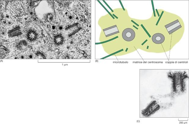 Centrosoma duplicato: ciascun centrosoma contiene una coppia di centrioli (uno tagliato in