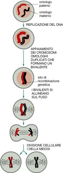 meiosi Prima