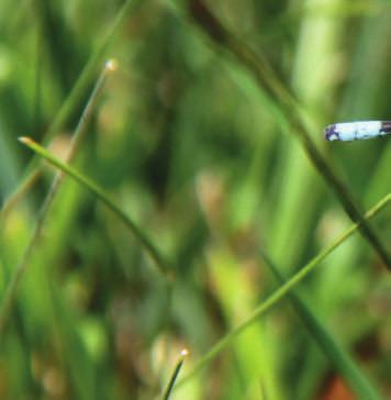 Le specie di libellule osservate in Valposchiavo 9 Delle 15 specie di libellule osservate in