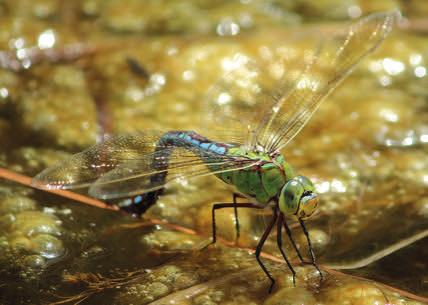 Imperatore comune Anax imperator Dragone azzurro Aeshna caerulea 11 66-84 mm femmina È la più grande delle libellule europee.