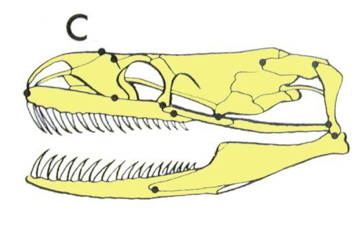 a vanga serpente anfisbena narice Cranio di