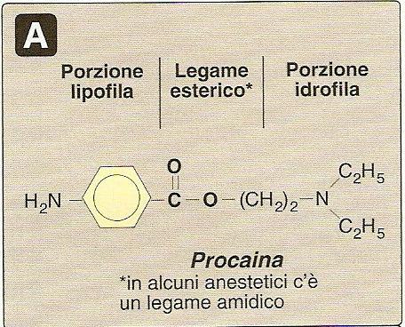 aromatica