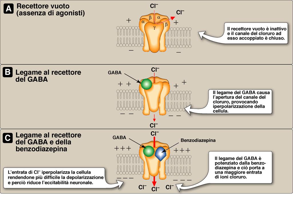 alfa2 Meccanismo d azione