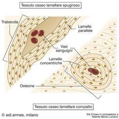 di tessuto connettivo denso fibroso che avvolge le ossa.