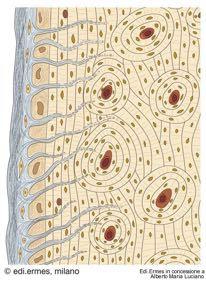 collagene), ricco di vasi che penetrano nei canali di Volkmann E' collegato all'osso mediante fibre collagene (Fibre di Sharpey