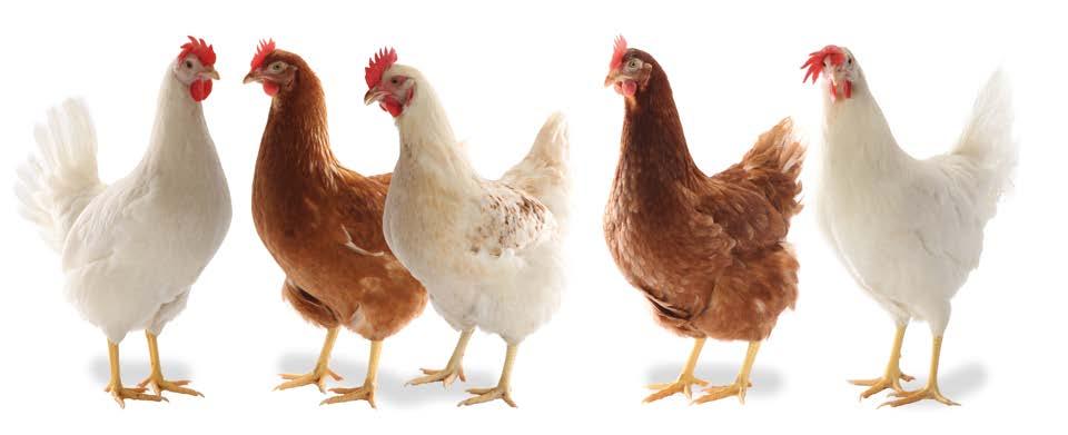 LE PERFORMANCE IN CIFRE Ovaiola LOHMANN BROWN-CLASSIC Produzione di uova Caratteristiche delle uova Età al 50 % di produzione Picco di deposizione Numero di uova per gallina accasata in 12 mesi di