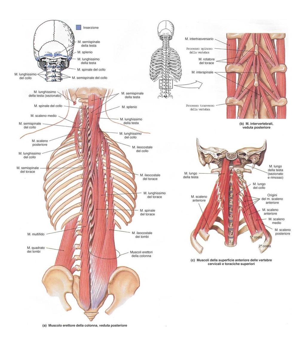2.2. Muscoli della colonna vertebrale I muscoli della colonna vertebrale sono gruppi muscolari pari posti nelle docce vertebrali.