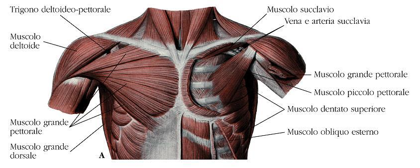 I muscoli intrinseci del torace sono i muscoli elevatori delle coste, i muscoli intercostali interni ed esterni, i muscoli sottocostali ed il muscolo trasverso del torace.