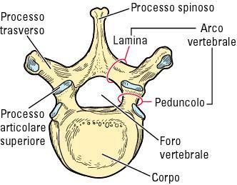 Le vertebre sono formate da un corpo, da cui si dipartono tramite i peduncoli le lamine, le quali si portano all indietro per congiungersi nel processo spinoso.