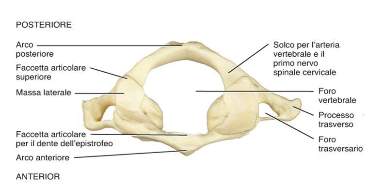 A B Figura 4: A) Epistrofeo visto dall alto; B) Atlante vista dall alto Le vertebre toraciche (o vertebre dorsali) partecipano alla costituzione della gabbia toracica; i corpi di queste vertebre