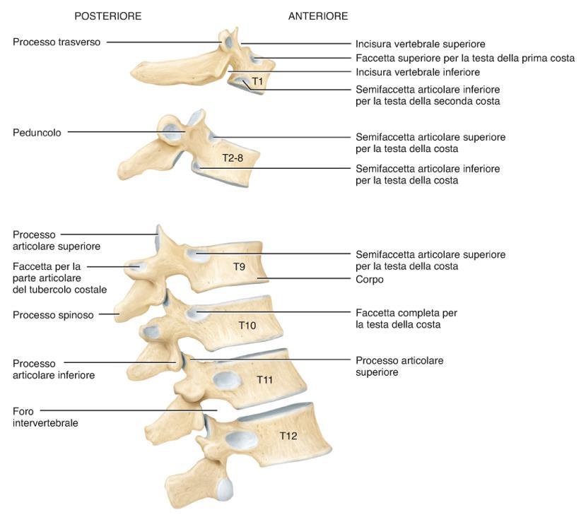 lato una sola faccetta costale che permette loro di articolarsi con il rispettivo paio di coste (undicesimo e dodicesimo paio).