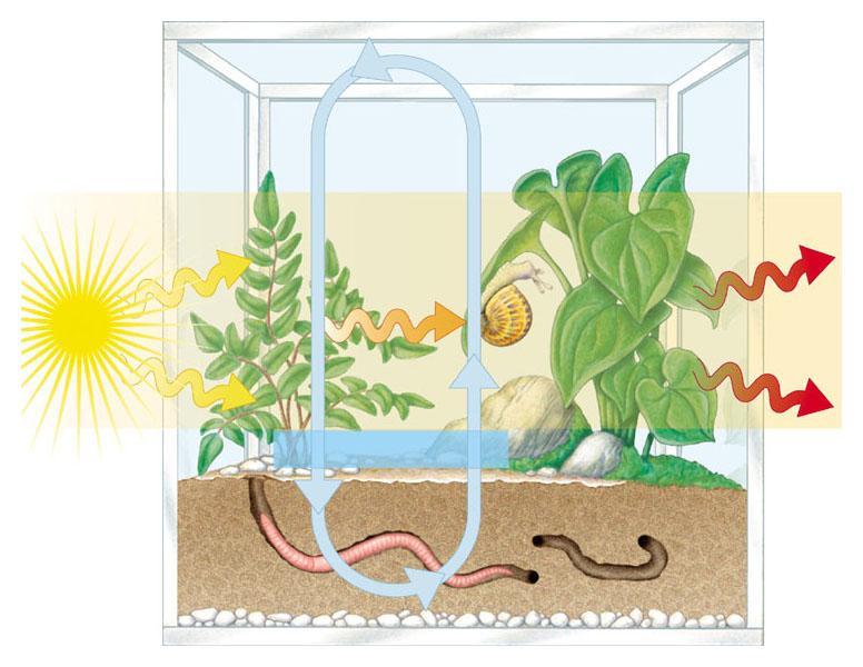 gli organismi di una comunità e dall ambiente abiotico con cui questi organismi interagiscono.