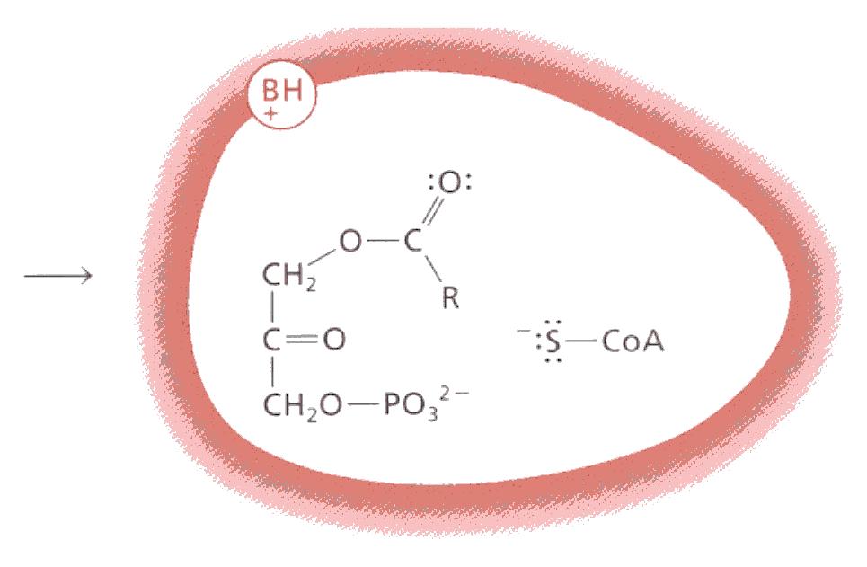 Diidrossiacetone fosfato