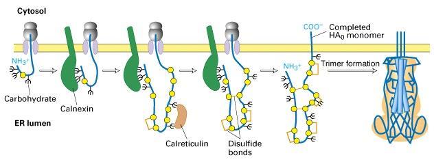 Correct folding of newly made proteins is facilitated by