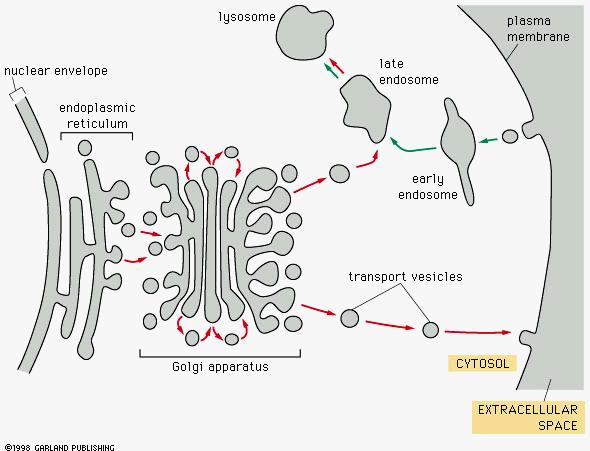 Vesicular transport