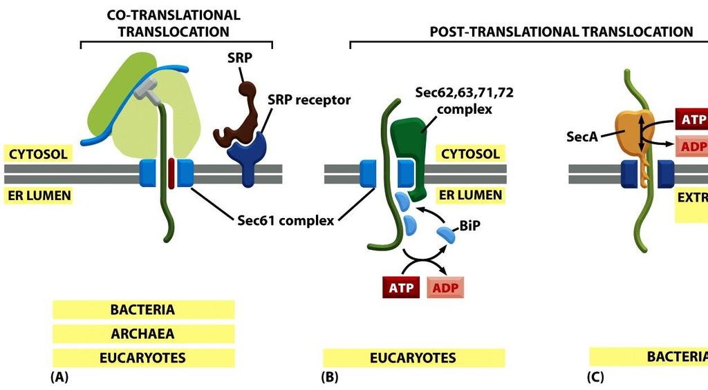 Figure 12-44 Molecular Biology