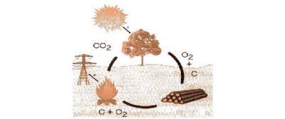 IL BOSCO COME RISORSA RINNOVABILE Il ciclo vitale delle piante I vegetali, durante la loro crescita, per effetto dell'energia posseduta dai raggi solari fissano l'anidride carbonica dell'atmosfera