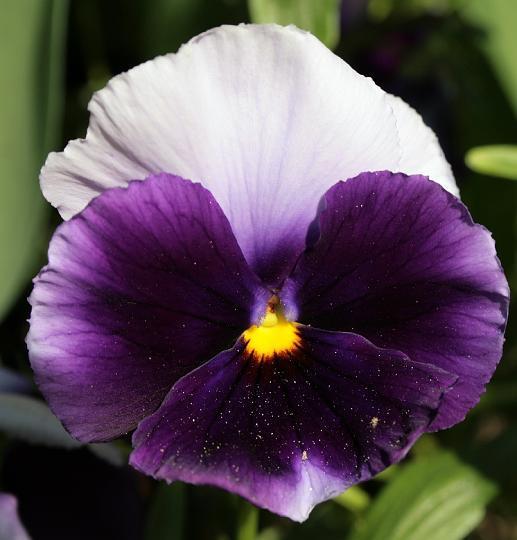 il viola esprime anche un sentimento di timidezza anche se il suo colore