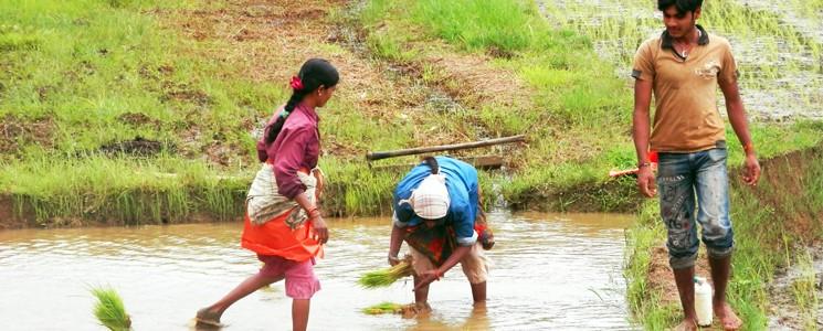 PROVENIENZE EQUE PHALADA è una realtà di coltivatori dell'india del Sud: garantisce ai propri soci una giusta retribuzione e fornisce materie prime di qualità, coltivate secondo