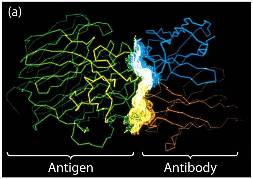 V L V H Antigene Anticorpo Determinanti antigenici riconosciuti da anticorpi Determinante conformazionale Epitopo discontinuo Determinante lineare Epitopo continuo determinante accessibile
