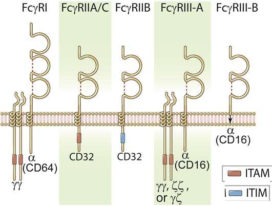 FcgRI (CD64) principale recettore che promuove fagocitosi espresso su macrofagi e neutrofili lega IgG1 e IgG3 ad alta affinità