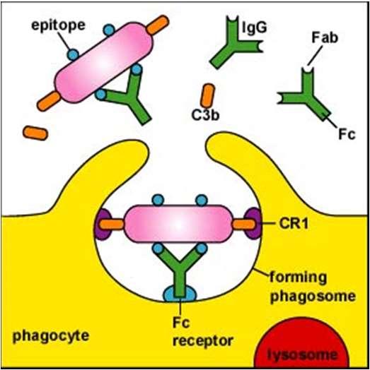 Opsonizzazione mediata da IgG e da elementi del Complemento Antibody-Dependent Cell-mediated Cytotoxicity