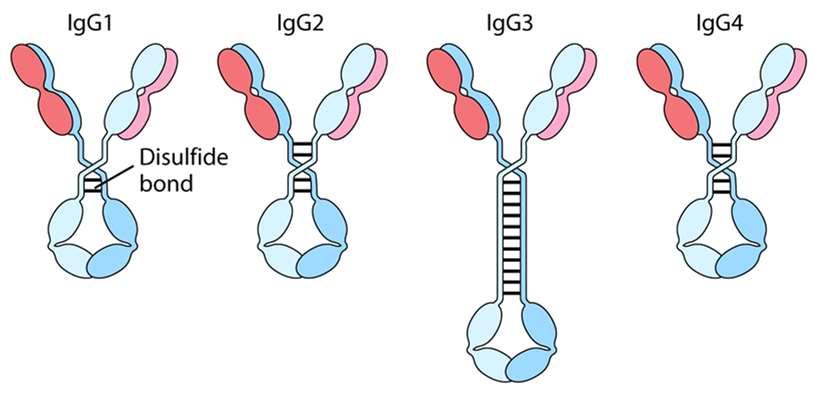 fagocitosi Attivazione complemento Sottoclassi IgG Numero e posizione ponti disolfuro diversi Dimensione regione