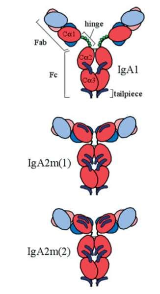Sottoclassi IgA nell uomo Esistono 2 varianti allotipiche di IgA2