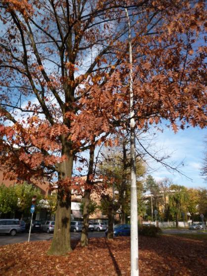 Oltre il passaggio pedonale che attraversa l aiuola stessa, si notano due Betulle e un gruppo di arbusti.